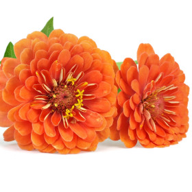 Zinnia
