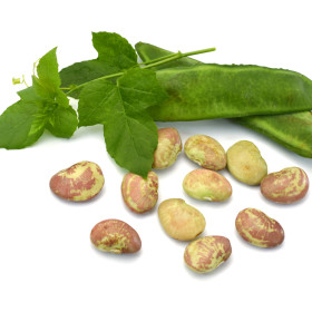 Bokorbab