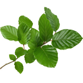 Bükk
