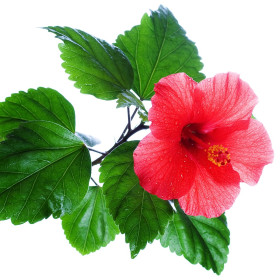 Hibiszkusz
