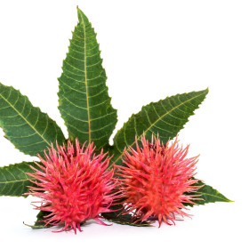 Ricinus