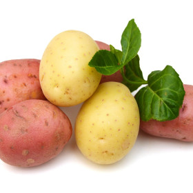 Vetőburgonya