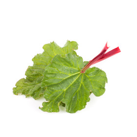 Rebarbara
