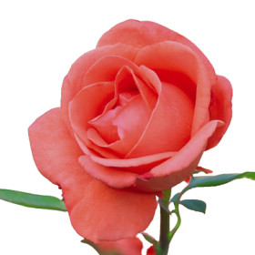 Dísznövény palánták