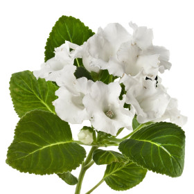 Gloxínia