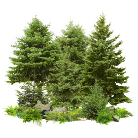 Fákok és cserjék magjai