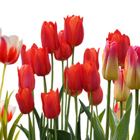 Dísznövények hagymái és palántái