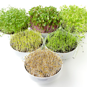 Csíráztatásra szánt magok