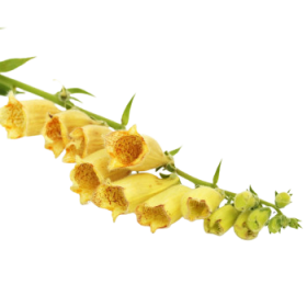 Gyűszűvirág