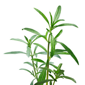 Csombormenta