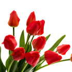 Tulipánok