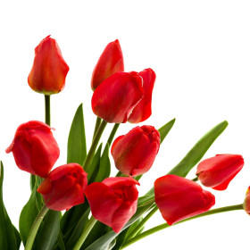 Tulipánok