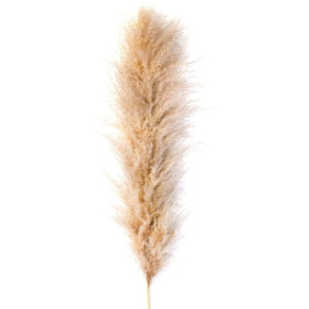 Pampafű