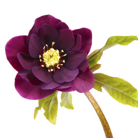 Helleborus