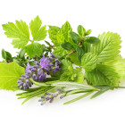 Gyógyító növények