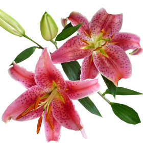 Liliom