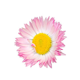 Mosoly