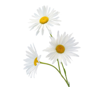 Dísznövények magjai