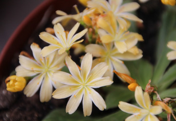 Kotyledon – egy gyönyörű növény, amely felvidítja otthonát  