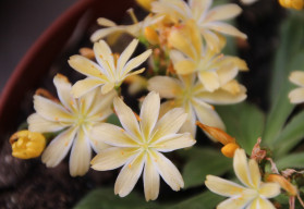 Kotyledon – egy gyönyörű növény, amely felvidítja otthonát  