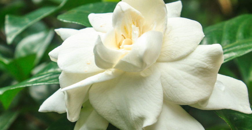 Gardenia – elbűvölő virágú növény