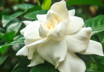 Gardenia – elbűvölő virágú növény