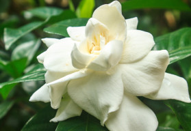 Gardenia – elbűvölő virágú növény