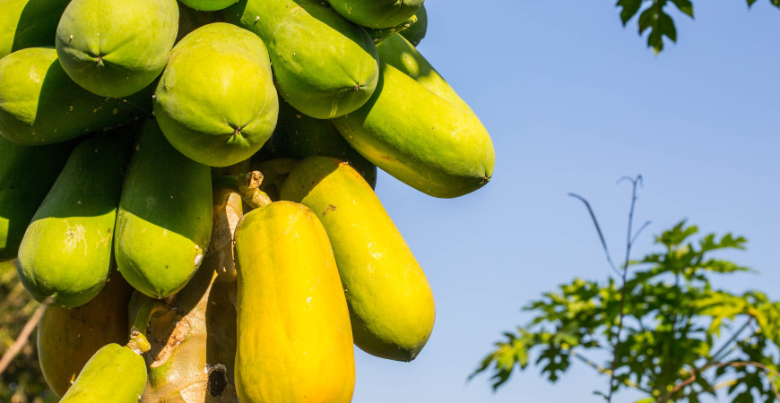 Papaya magról