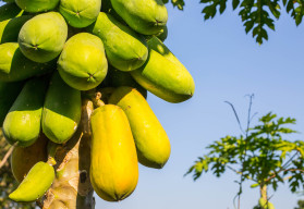 Papaya magról