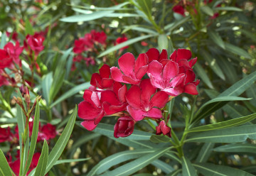 Gyönyörű, vonzó, de veszélyes növény – az oleander
