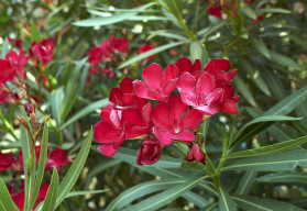 Gyönyörű, vonzó, de veszélyes növény – az oleander