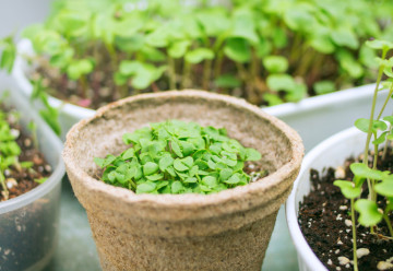 Mikrozöldségek – a fiatal zöldségek levelei gazdag tápanyagforrások 