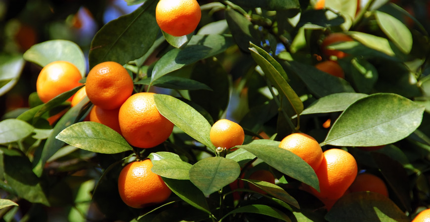 A citrusfélék termesztése nem igényel nagy odafigyelést, cserepben is jól megteremnek. Hogyan kell csinálni?