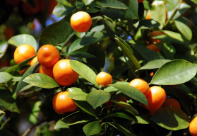A citrusfélék termesztése nem igényel nagy odafigyelést, cserepben is jól megteremnek. Hogyan kell csinálni?