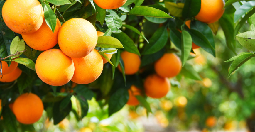 A téli időszakban a citrusfélék erősítik a nyugalmi állapotot 