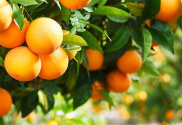 A téli időszakban a citrusfélék erősítik a nyugalmi állapotot 