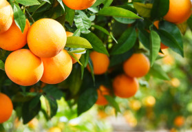 A téli időszakban a citrusfélék erősítik a nyugalmi állapotot 