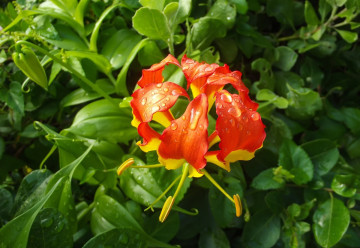 A csodálatos Gloriosa, egy trópusi szobanövény 