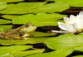 A gyönyörű kerti kiegészítők közé tartoznak a kis tavacskák