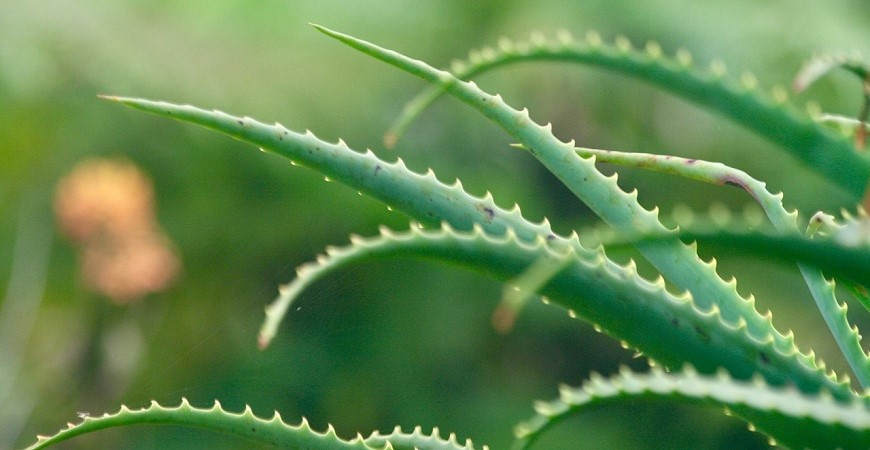 Természetes gyógyszertár és biokozmetikumok közvetlenül az otthonodban – ez az aloe