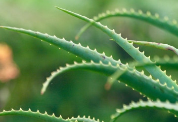 Természetes gyógyszertár és biokozmetikumok közvetlenül az otthonodban – ez az aloe