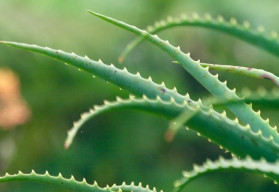 Természetes gyógyszertár és biokozmetikumok közvetlenül az otthonodban – ez az aloe