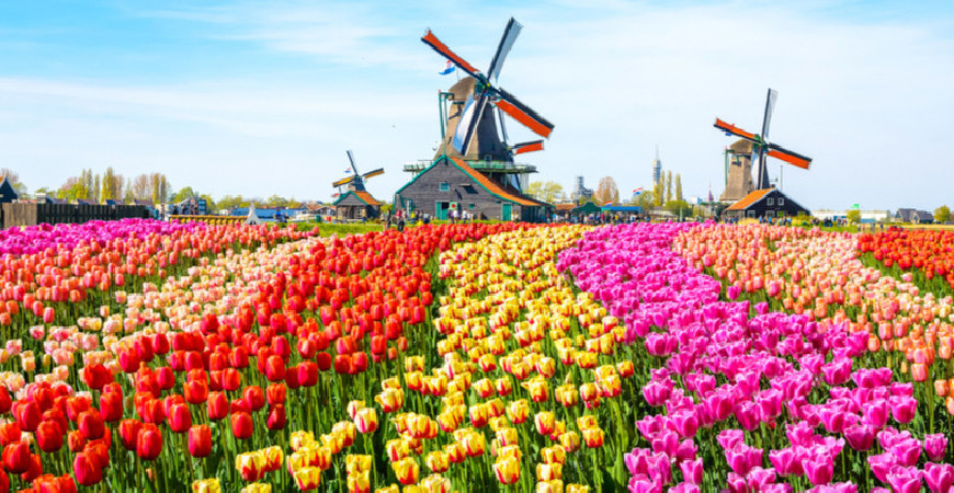 Amit talán nem tudtok a tulipánokról