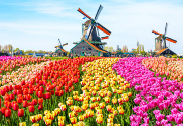 Amit talán nem tudtok a tulipánokról
