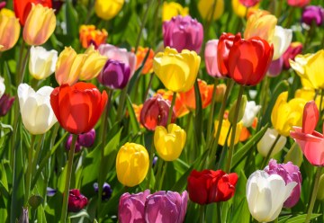 Elindult az őszi hagymások előrendelése: fokhagyma, dughagyma és tulipán előre megrendelhető