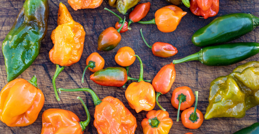A chili paprika egészséges. És miért is olyan csípős? 