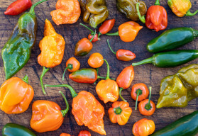 A chili paprika egészséges. És miért is olyan csípős? 