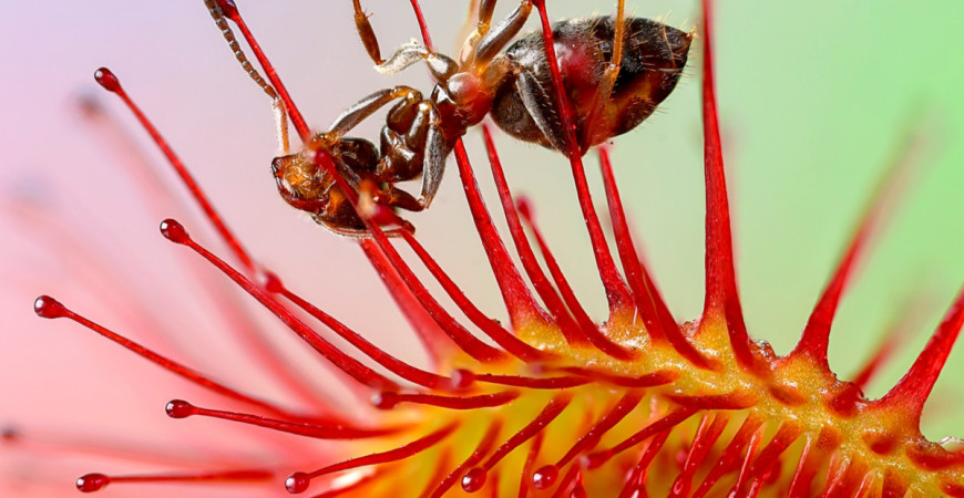 Hogyan kell termeszteni a harmatfüveket (Drosera)? 