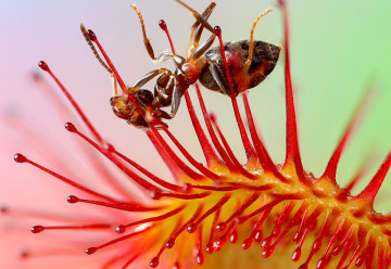 Hogyan kell termeszteni a harmatfüveket (Drosera)? 