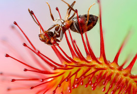 Hogyan kell termeszteni a harmatfüveket (Drosera)? 